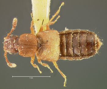 Media type: image;   Entomology 6558 Aspect: habitus dorsal view